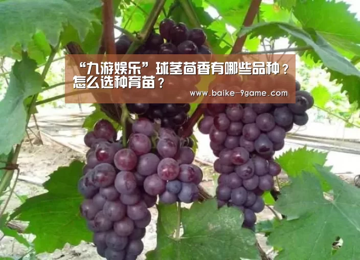 “九游娱乐”球茎茴香有哪些品种?怎么选种育苗?(图1) 九游娱乐